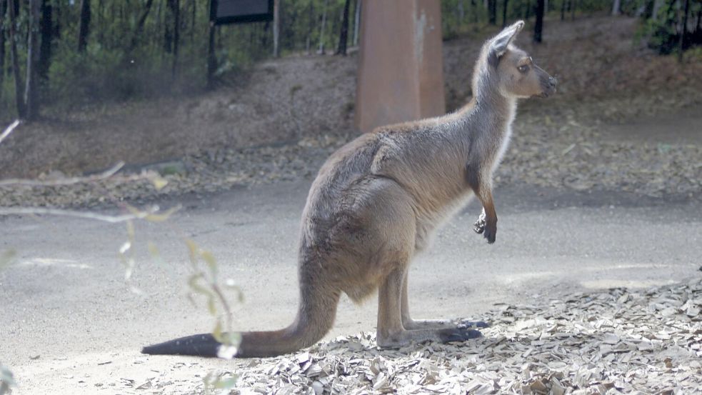 In Australien kommt es häufig zu Verkehrsunfällen mit Kängurus. (Symbolbild) Foto: Carola Frentzen/dpa