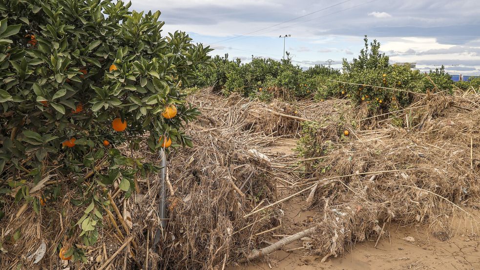 Die Überschwemmungen in Valencia bedrohen nicht nur die Ernte von Orangen und Mandarinen, sondern auch die Landwirtschaft der gesamten Region. Foto: dpa/EUROPA PRESS