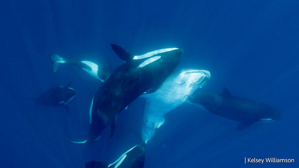 Die Attacken der Orcas wurden erstmals im Detail beschrieben. Foto: Kelsey Williamson./-/dpa