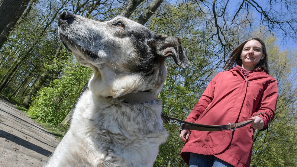 Pro Hundenase wird in Moormerland bald höhere Steuer fällig. Foto: Ortgies/Archiv