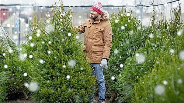 Einen Sofortrabatt auf einen Weihnachtsbaum bekommen diejenigen, die bei Sika in Ihrhove eine Karte ausfüllen.