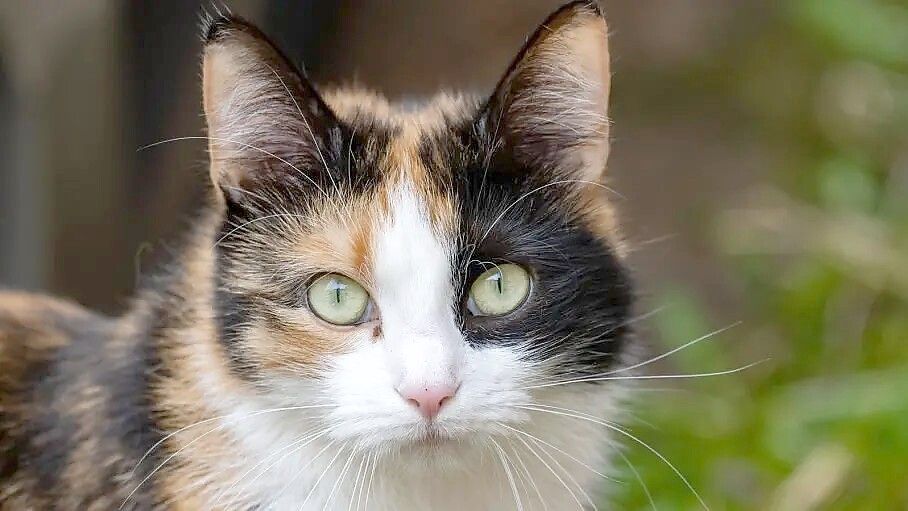 In Papenburg sollen die Halter von frei laufenden Katzen besonders in die Pflicht genommen werden. Symbolfoto: Sauer/DPA