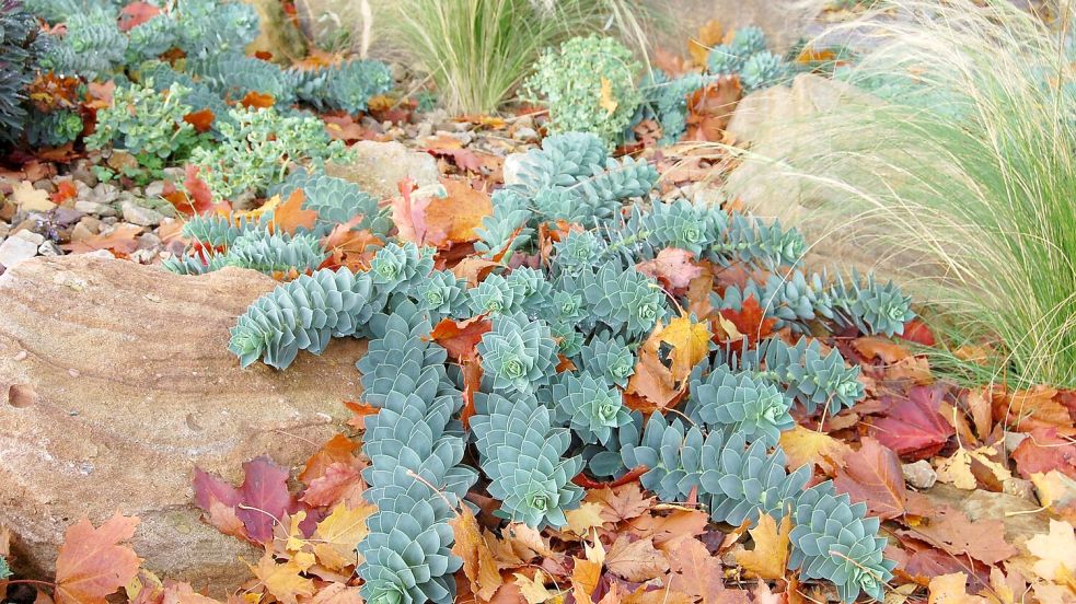 Die Form und die blaugrüne Farbe der Triebe macht die Walzen-Wolfsmilch (Euphorbia myrsinites) zu einem Hingucker. Foto: GMH/Bettina Banse