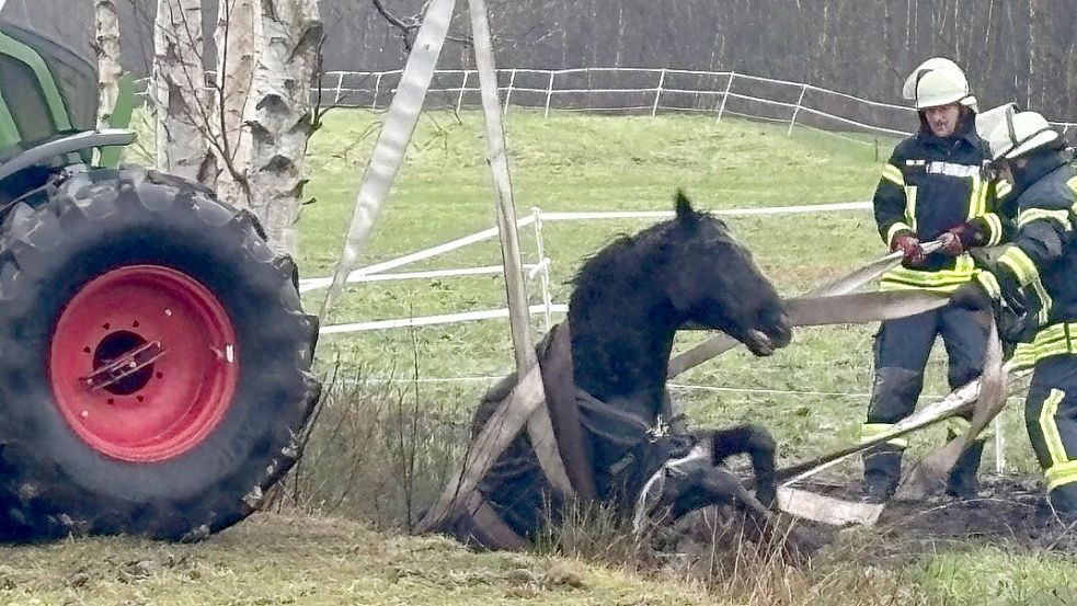 Ein Schlepper und viel Muskelkraft wurden zur Tierrettung eingesetzt. Später kam noch ein spezielles Geschirr zum Einsatz. Foto: Janßen