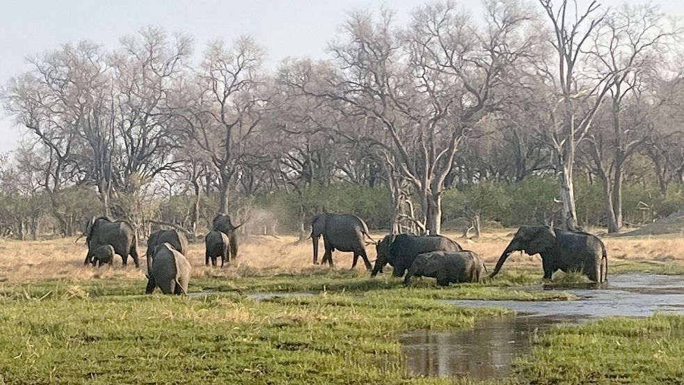 Eine Herde Elefanten im berühmten Okavango-Delta von Botsuana Foto: Kristin Palitza/dpa