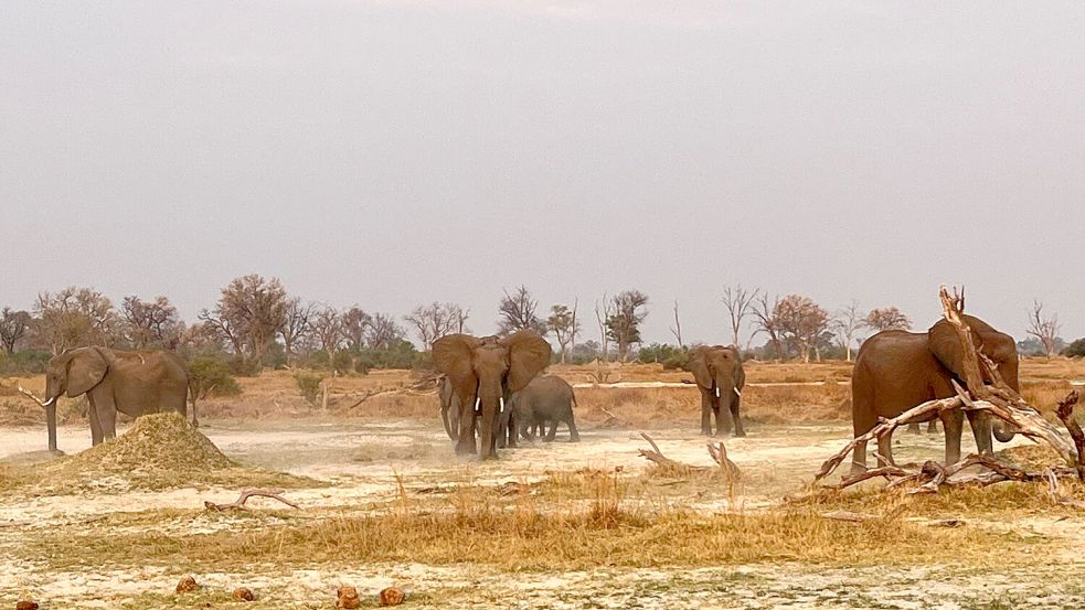 Botsuana im südlichen Afrika hat geschätzt 130.000 wilden Elefanten. Foto: Kristin Palitza/dpa