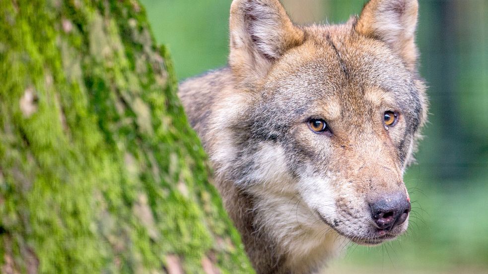 Wie können Weidetiere vor Wölfen geschützt werden? Dazu hat sich der Kreistag in Leer positioniert. Foto: Lino Mirgeler/dpa