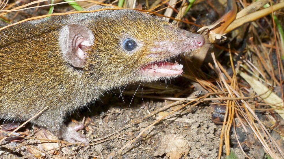 Der Kleine Rattenigel hat weiches Fell und scharfe Reißzähne. Foto: Alexei V. Abramov/WWF/dpa