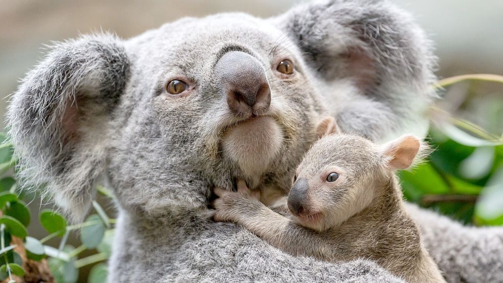 Die kleinen Baby-Koalas haben ihre Beutel verlassen. Foto: Birgger Meierjohann/Wilhelma Stuttgart/dpa