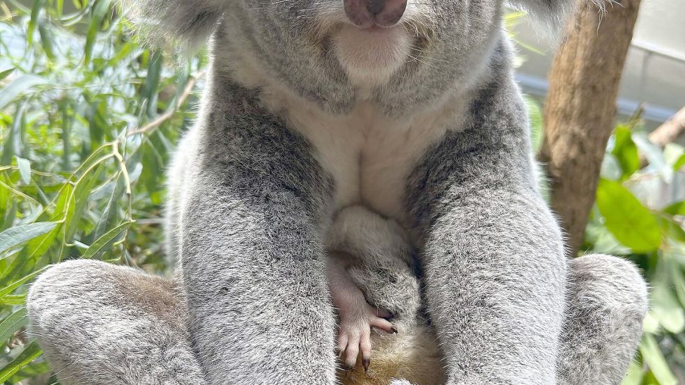 Ganz vorsichtig strecken die jungen Tiere Köpfchen und Beinchen aus dem Beutel der Mama. Foto: -/Wilhelma/dpa