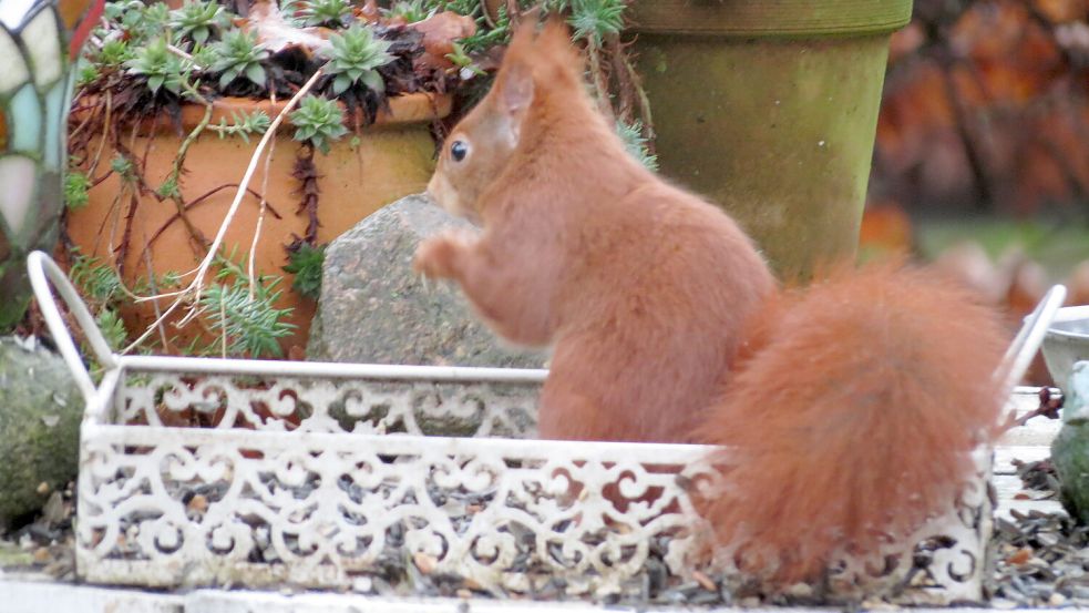 Auch für die Tiere im Garten gibt es kleine Leckereien zu Weihnachten. Foto: Berends-Lüürßen