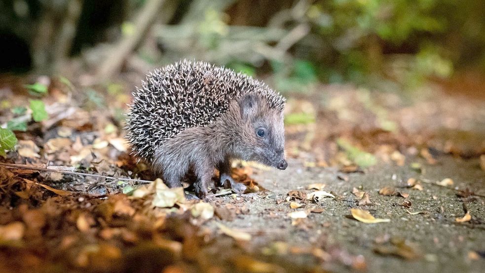 Die Zahl der Westeuropäischen Igel, auch Braunbrustigel genannt, geht stark zurück. (Archivbild) Foto: Jonas Walzberg/dpa