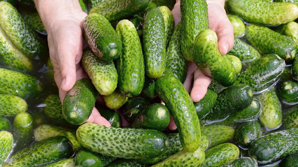 Gewürzgurken-Margaritas, Gewürzgurken-Pommes und sogar Gewürzgurken-Kuchen - wird das ein Foodtrend? (Symbolbild) Foto: picture alliance / ZB