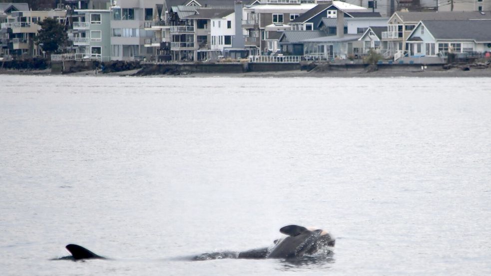 Das NOAA-Forschungsteam schreibt auf Instagram, es wolle die Trauer des Schwertwal-Weibchens respektieren. (Handout) Foto: Candice Emmons/NOAA Fisheries West Coast/AP/dpa