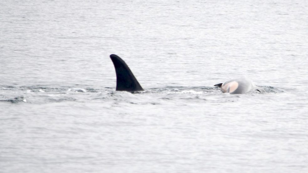 Laut NOAA können sich neben Orcas auch andere soziale Tiere wie Elefanten oder Primaten manchmal nicht von ihrem toten Nachwuchs trennen. (Handout) Foto: Candice Emmons/NOAA Fisheries West Coast/AP/dpa