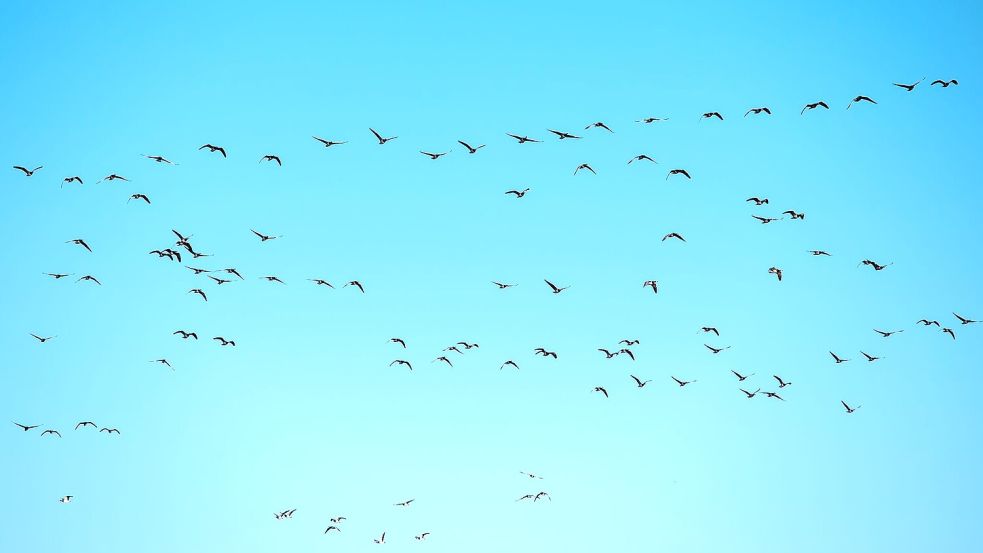 Derzeit grassiert die größte je dokumentierte Vogelgrippewelle. (Symbolbild) Foto: Daniel Bockwoldt/dpa