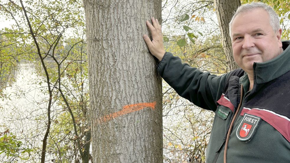 Bezirksförster Erich Delfs hatte im Vorfeld Dutzende Bäume markiert, die gefällt werden sollten. Nicht alle sollen nun tatsächlich fallen. Archivfoto: Janßen