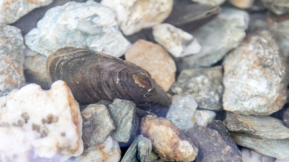 Auch die Flussperlmuschel (Margaritifera margaritifera) ist vom Aussterben bedroht. Foto: Jan Woitas/dpa-Zentralbild/dpa