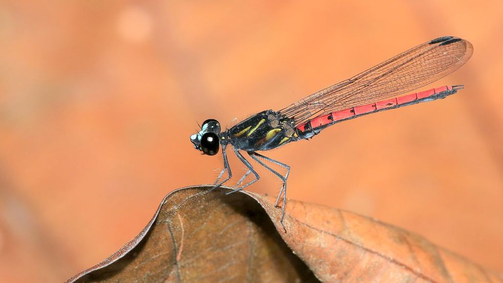 Eine Libelle der Art Chlorocypha cyanifrons Foto: Jens Kipping/Nature/dpa