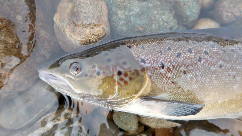 Ein Atlantischer Lachs Foto: Eva B. Thorstad, Nina/Nature/dpa