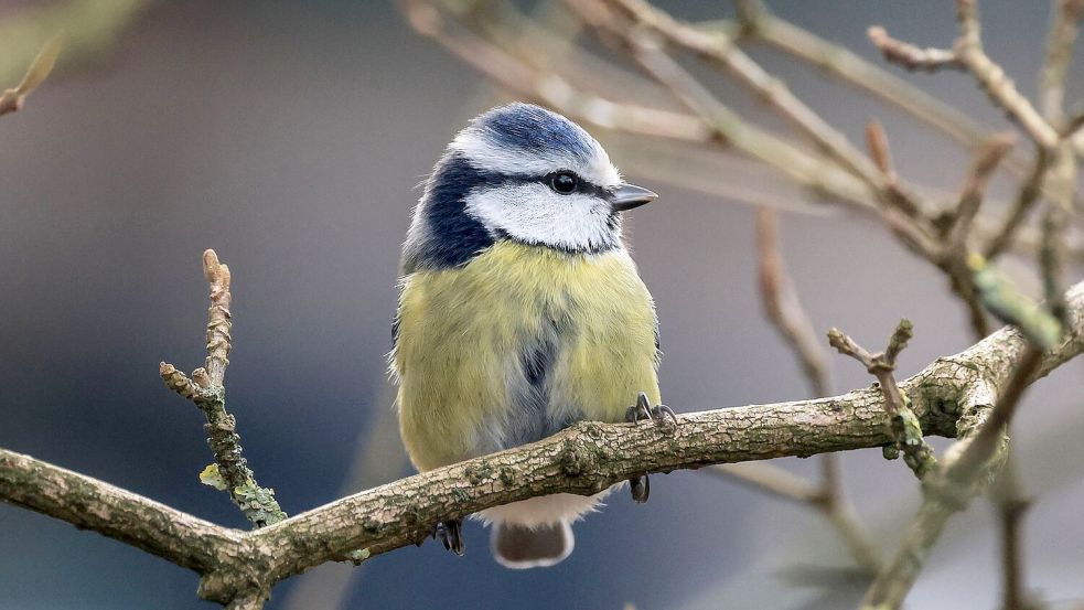 Die Aktion „Stunde der Wintervögel“ ruft Interessierte auf, Vögel zu zählen - zum Beispiel Blaumeisen. (Archivbild) Foto: Oliver Berg/dpa