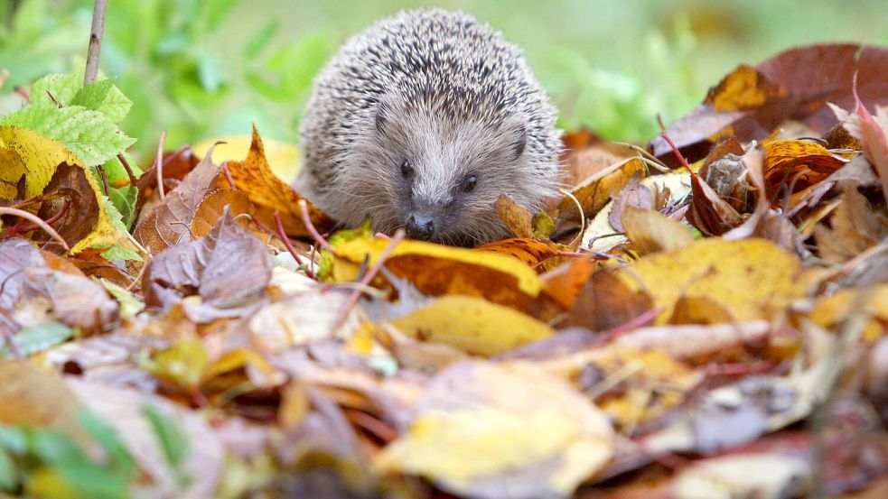 Der Igel ist ein Sympathieträger. Dadurch ist es leichter, Menschen für Mitmachprojekte zu begeistern. Foto: Karl-Josef Hildenbrand/dpa/dpa-tmn