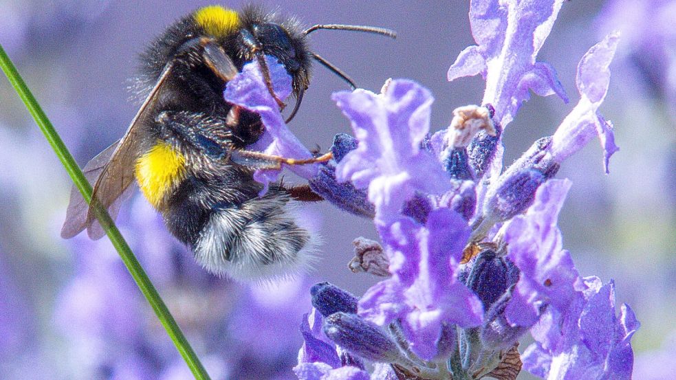 Citizen Science kann auch dazu führen, dass sich Menschen mehr für die Natur interessieren und diese schützen wollen. Foto: Jens Büttner/dpa