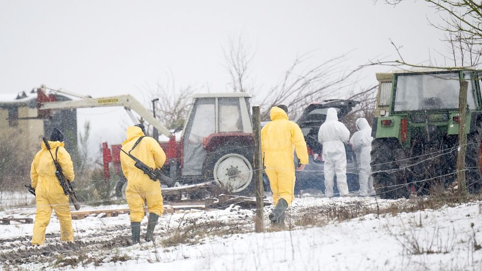 Nach dem Ausbruch der Maul- und Klauenseuche müssen weitere Tiere getötet werden - Personen in Schutzanzügen sind im Einsatz. Foto: Sebastian Christoph Gollnow/dpa