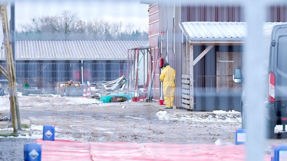 Nach dem Ausbruch der Maul- und Klauenseuche wurden rund 170 Schweine vorsorglich getötet. Der Tierbestand lag in der Nähe des infizierten Wasserbüffel-Herde. Foto: Annette Riedl/dpa