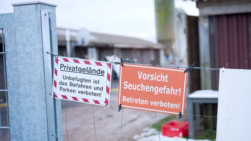 Nach dem Ausbruch der Maul- und Klauenseuche in Brandenburg hat die Landesregierung das bestehende Verbot von Tiertransporten um 48 Stunden verlängert (Archivbild). Foto: Annette Riedl/dpa