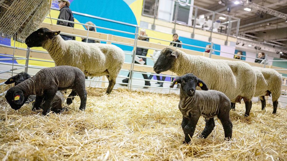 Die süßen Lämmer und mächtigen Bullen gehörten für viele Besucherinnen und Besucher zu den Messehöhepunkten. (Archivbild) Foto: Fabian Sommer/dpa