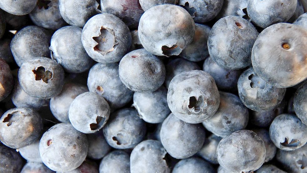 Die tiefgekühlte Variante der Blaubeere ist von der Rückrufaktion betroffen. Foto: Vogt