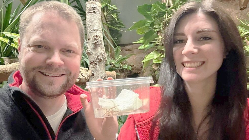 Biologe Florian Häselbarth und Juliana Schulte, die sich im Seelter Reptilienhuus um die Spinnen kümmert, mit der Krabbenspinne, die am Dienstag in der Obstabteilung eines Discounters in Wilhelmshaven entdeckt worden ist. Foto: privat