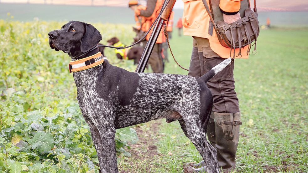 Soll, wenn es nach Dieter Ruhnke geht, in Zukunft ohne lebendige Beute stattfinden: Die Jagdhund-Ausbildung in Deutschland. Foto: IMAGO/Countrypixel