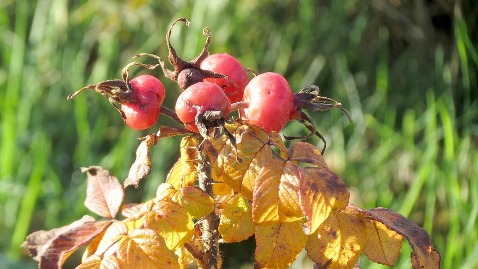 Beim „Tagebuch der Natur“ kann man sich frei ausleben. Karin Berends-Lüürßen konzentriert sich auf Formen, Farben und Infos zu den Pflanzen. Foto: Berends-Lüürßen