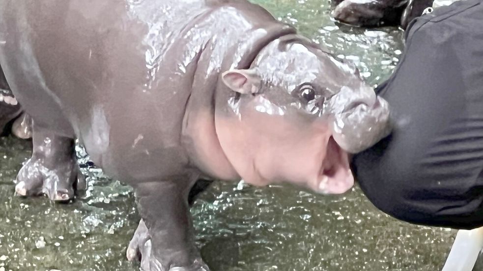 Die expressive Mimik des Hippo-Mädchens ging schnell viral. Foto: Carola Frentzen/dpa