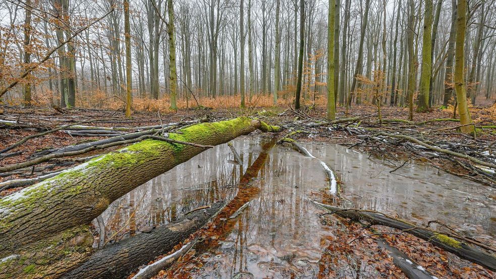 Jugendliche setzen sich für alte Apfelsorten, Biosphärenreservate und vieles mehr ein. (Achivbild) Foto: Patrick Pleul/dpa