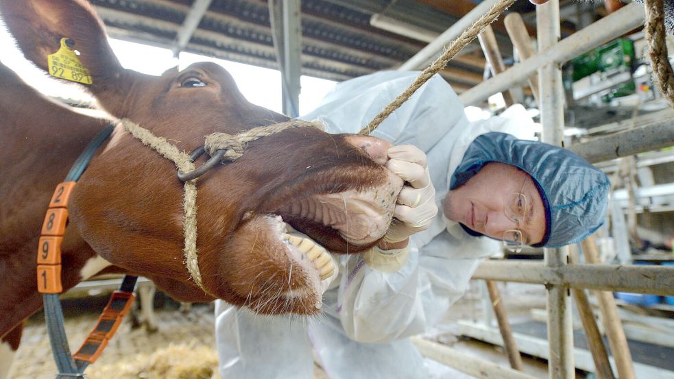 Untersuchung einer Kuh auf Anzeichen von Maul- und Klauenseuche. Foto: Tittel/dpa-Bildfunk