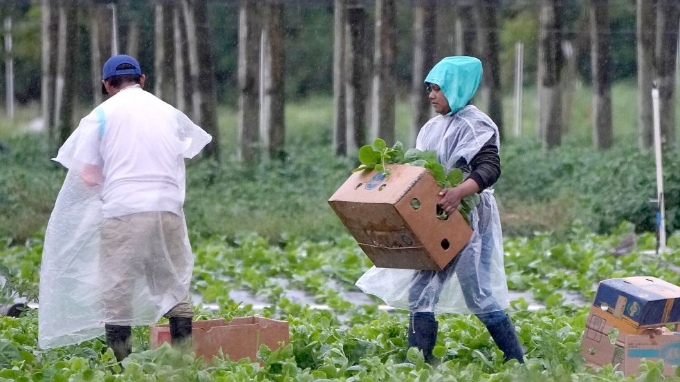 Arbeitskräfte vor allem aus Mittel- und Südamerika spielen eine wichtige Rolle in der Landwirtschaft der USA, im Bauwesen und im Gastgewerbe. Foto: Lynne Sladky/AP/dpa