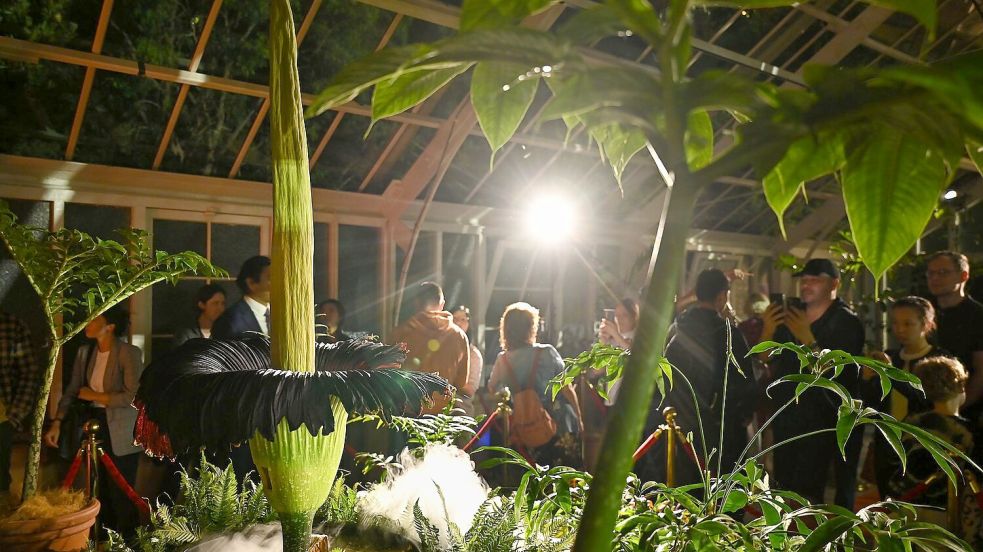 Tausende Menschen strömten in den Botanischen Garten - denn die Blütezeit dauert nicht lange. Foto: Steven Saphore/AAP/dpa