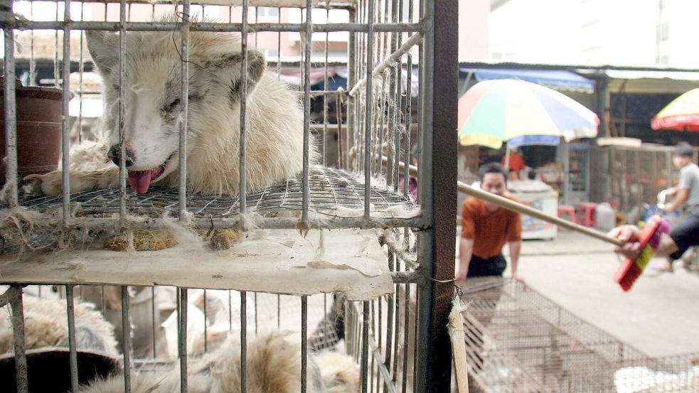 Marderhunde liegen in engen Käfigen auf dem Xin Yuan Markt in Wuhan. (Archivbild) Foto: Paul Hilton/epa/dpa