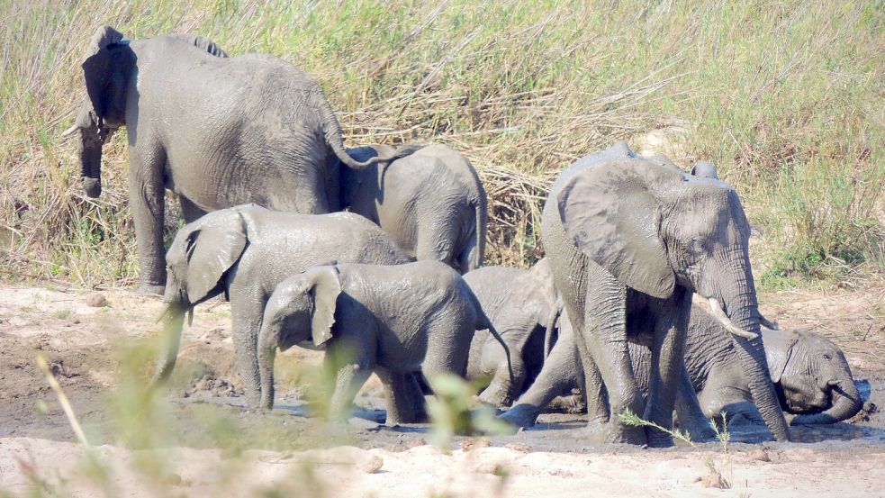 In dem knapp 20.000 Quadratkilometer großen Park können Touristen Elefanten und andere wilde Tiere beobachten. (Symbolbild) Foto: Kevin Anderson/AP/dpa