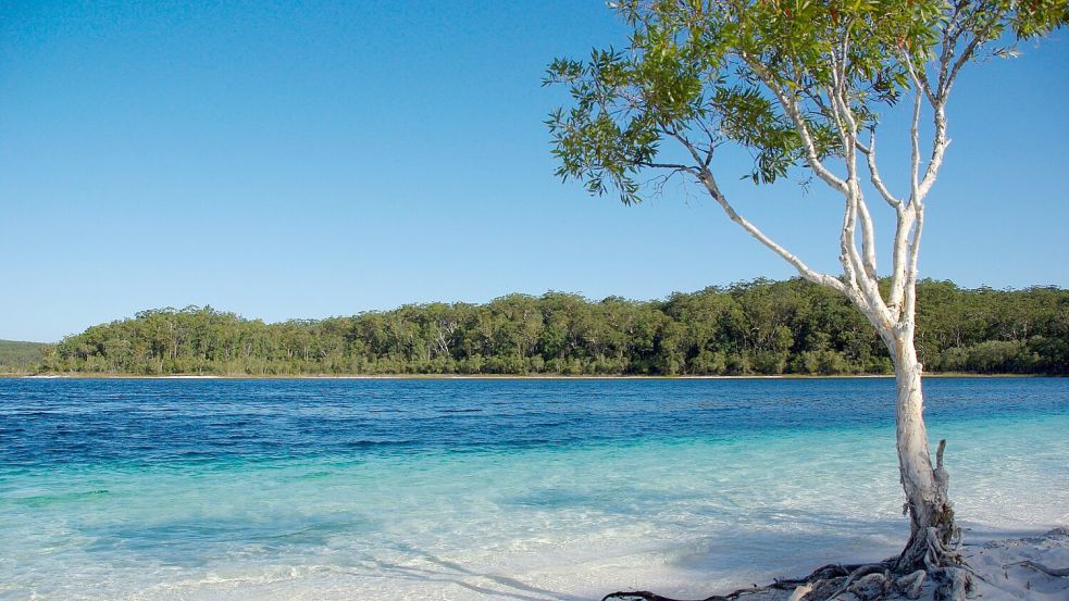 Der Lake McKenzie gilt als Postkartenmotiv schlechthin - aber Dingos greifen auch im Wasser an. (Archivbild) Foto: Florian Sanktjohanser/dpa-tmn