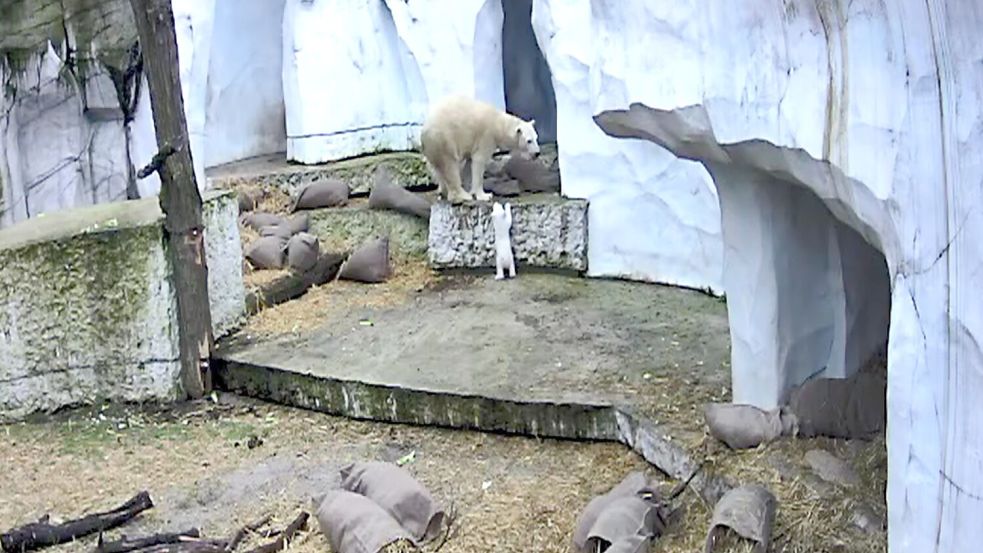 Das Eisbärbaby macht die ersten Erkundungen in der Außenanlage. Foto: Timo Deible/Zoo Karlsruhe/dpa