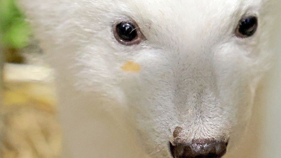 Eisbär-Mama Nuka hat beim Lachsöl-Schlecken geschlabbert: Nun hat das Jungtier einen Fleck im Gesicht. Foto: Timo Deible/Zoo Karlsruhe/dpa