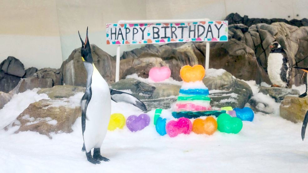 Für „Birthday Boy“ Pesto hagelte es Geschenke - inklusive Gelee-Torte. Foto: --/Sea Life Melbourne Aquarium/dpa