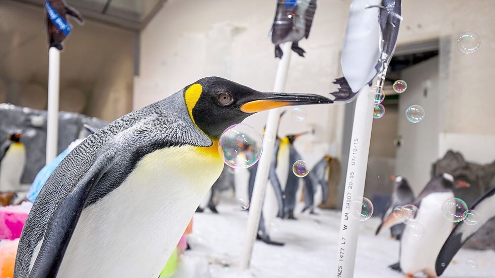 Pesto liebt Seifenblasen. Zum ersten Geburtstag durfte sich die ganze Kolonie daran erfreuen. Foto: --/Sea Life Melbourne Aquarium/dpa