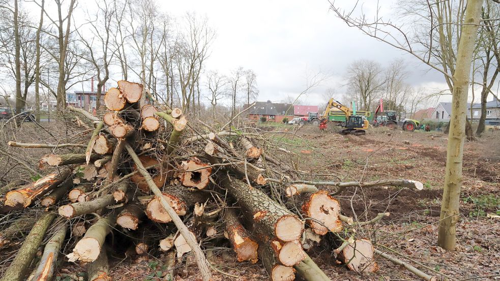 Für die Anlegung eines weiteren Reisemobilstellplatzes wurde das Wäldchen gegenüber dem Bootshafen in Barßel gerodet. Foto: Passmann