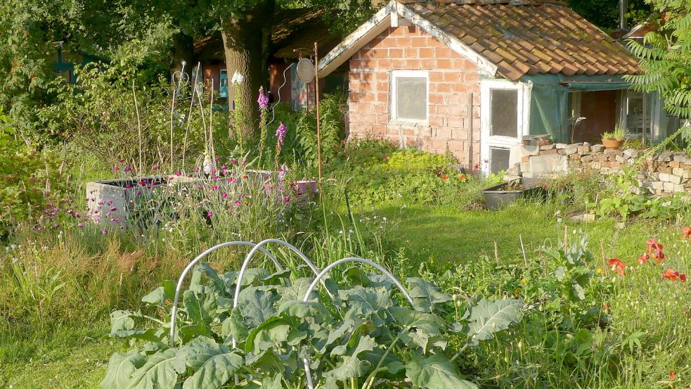 Ein Blick in den Gemüsegarten kurz vor der Ernte der Kohlrabi. Foto: Berends-Lüürßen