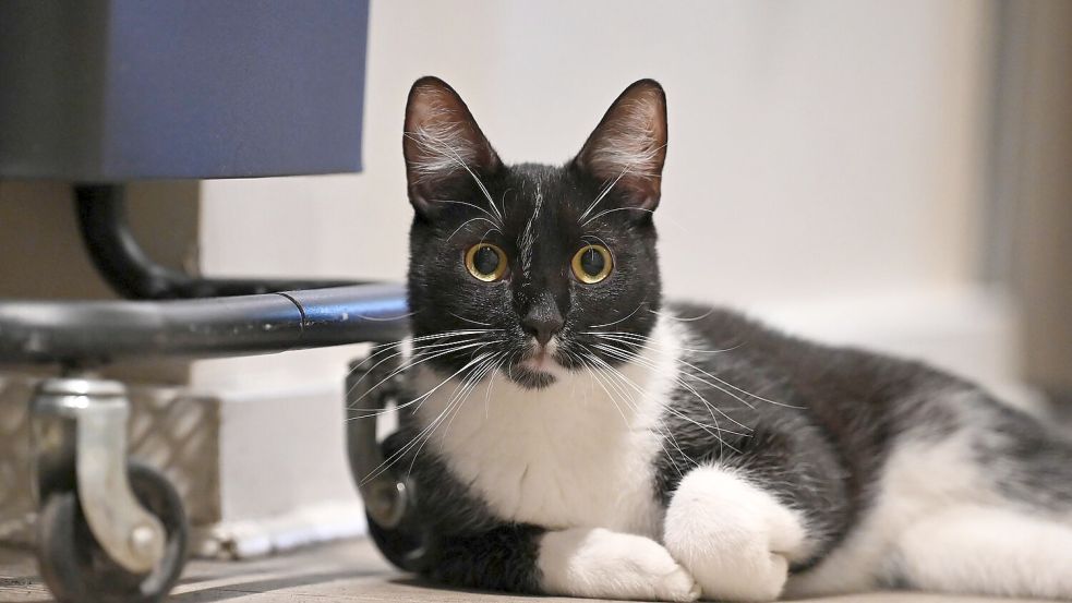 Der Arzt teilte mit, er bereue die Behandlung seiner Katze nicht. (Symbolbild) Foto: Anna Ross/dpa